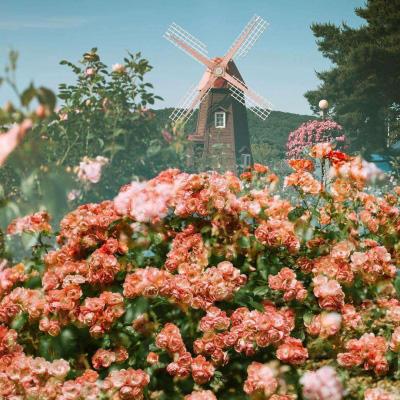 半岛官方下载地址